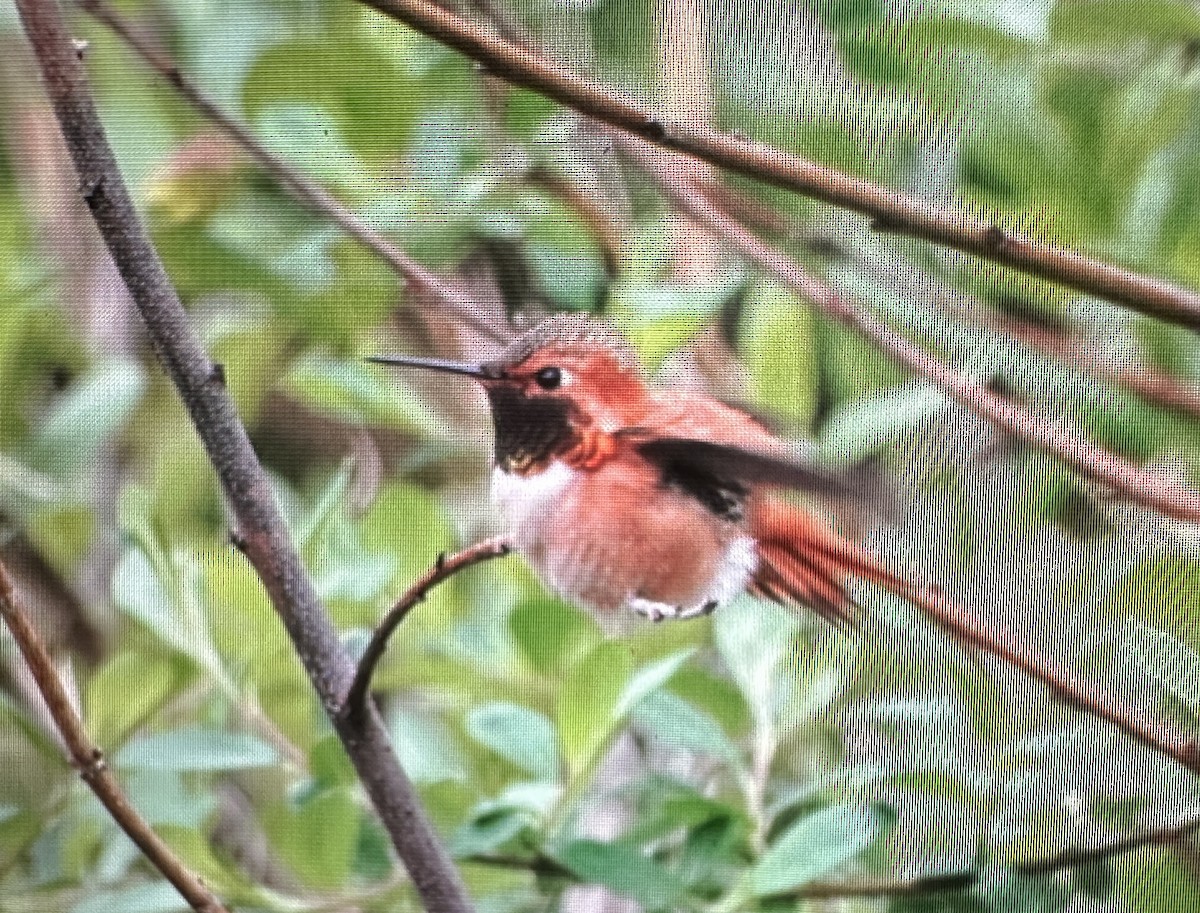 Rufous Hummingbird - ML617272036