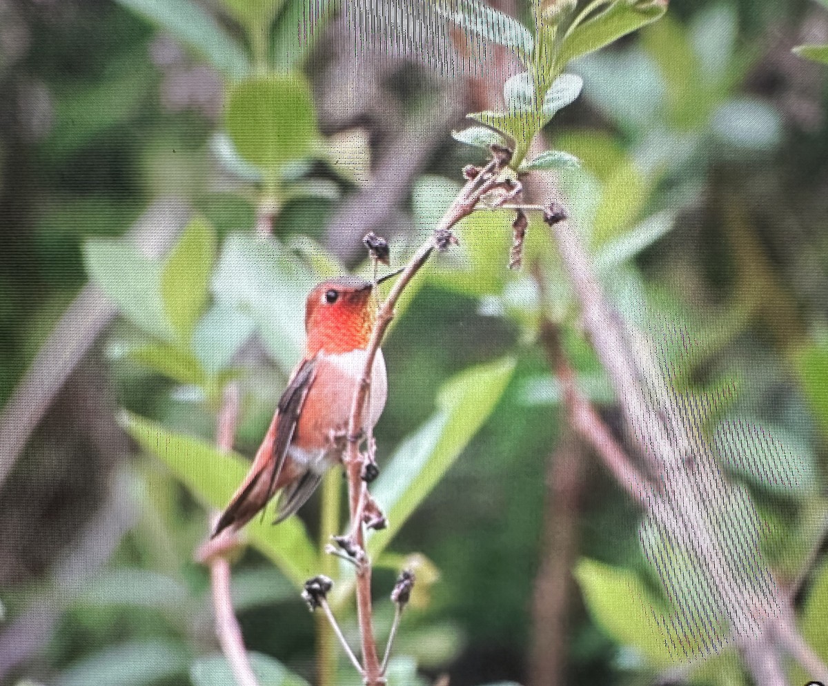 Rufous Hummingbird - Darchelle Worley