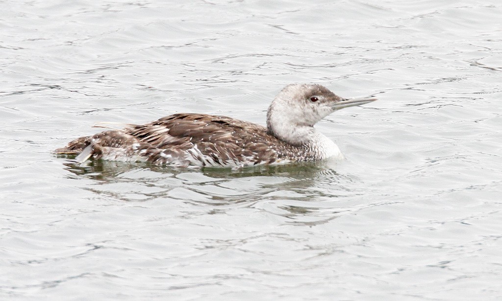 Red-throated Loon - John Lewis