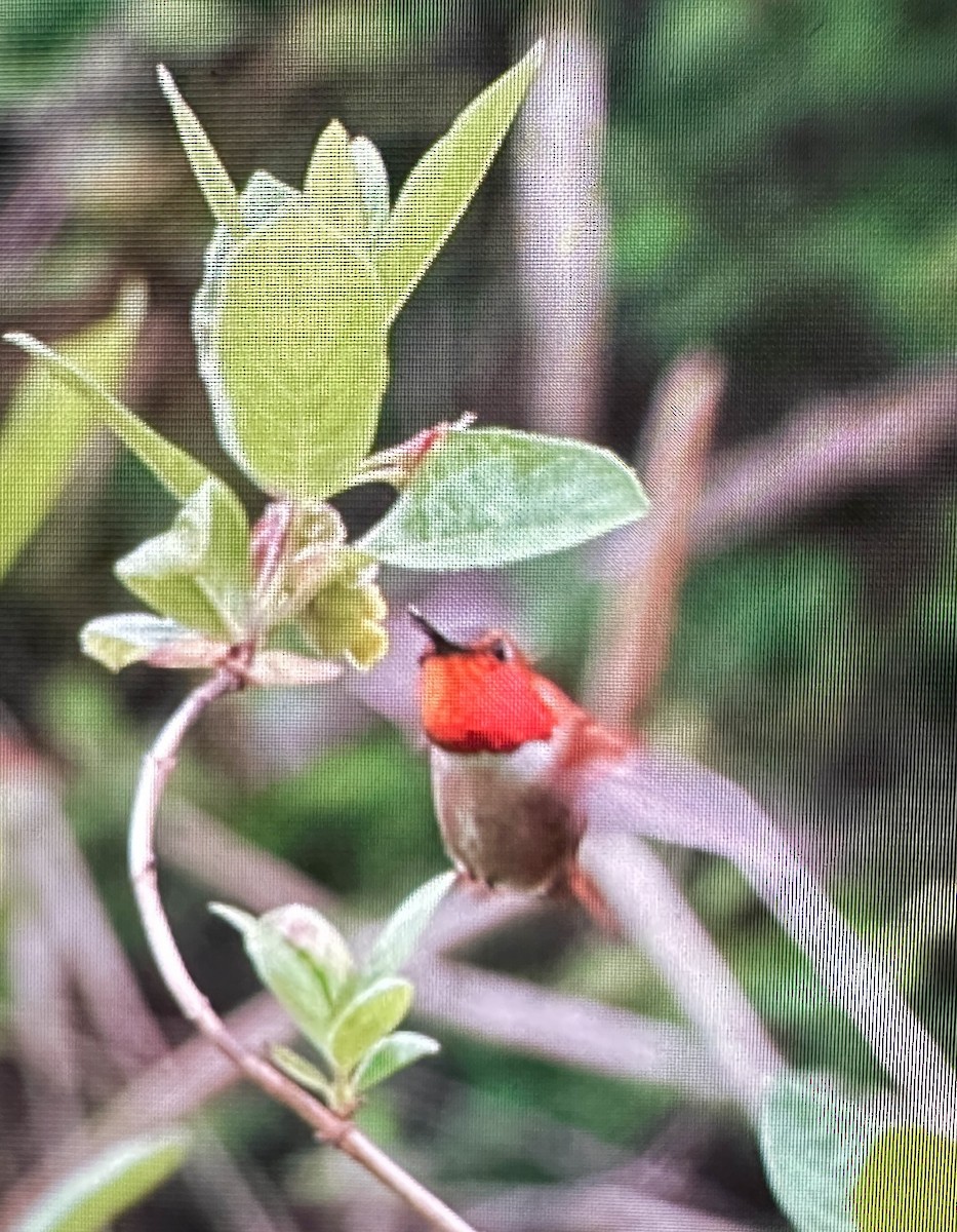 Rufous Hummingbird - Darchelle Worley