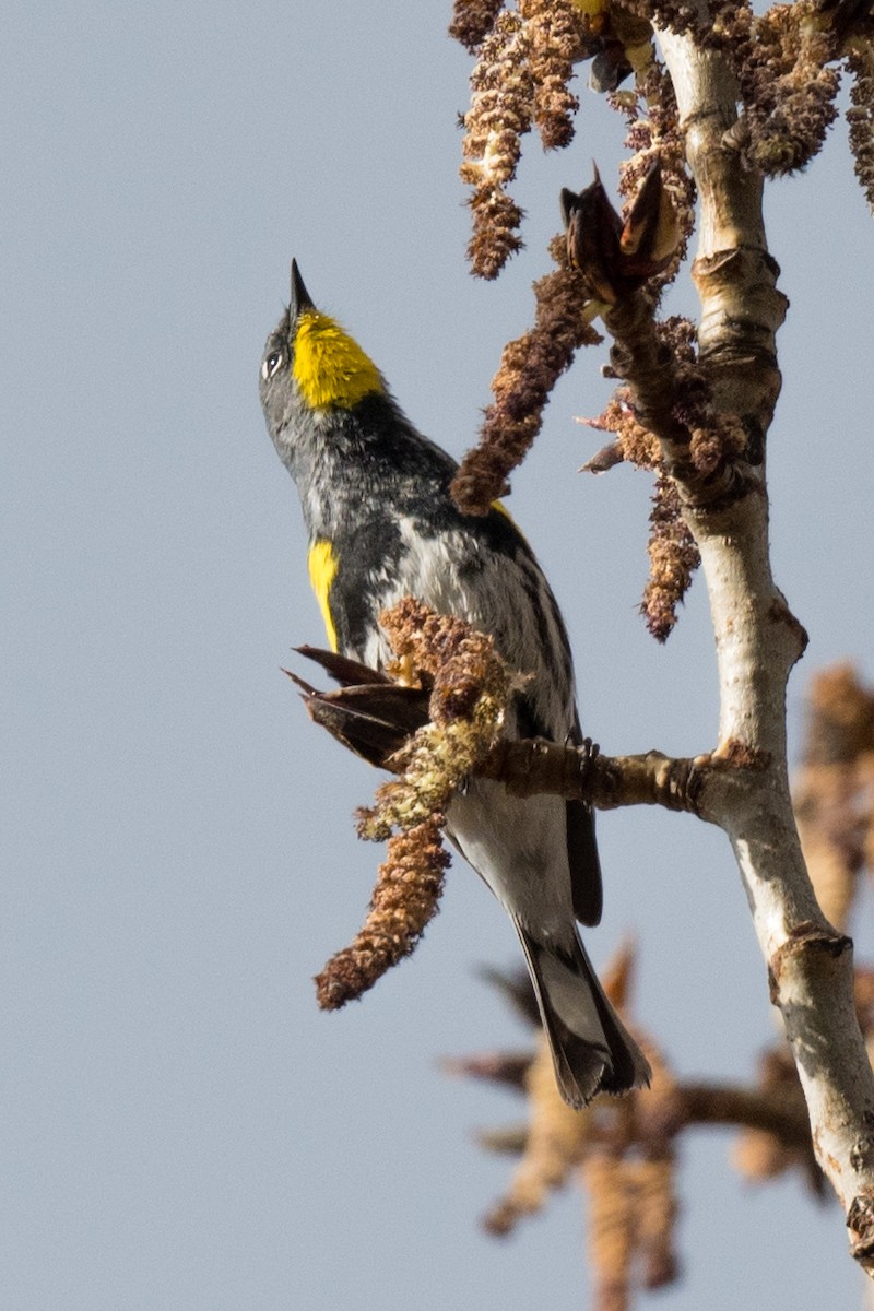 Yellow-rumped Warbler (Audubon's) - ML617272061