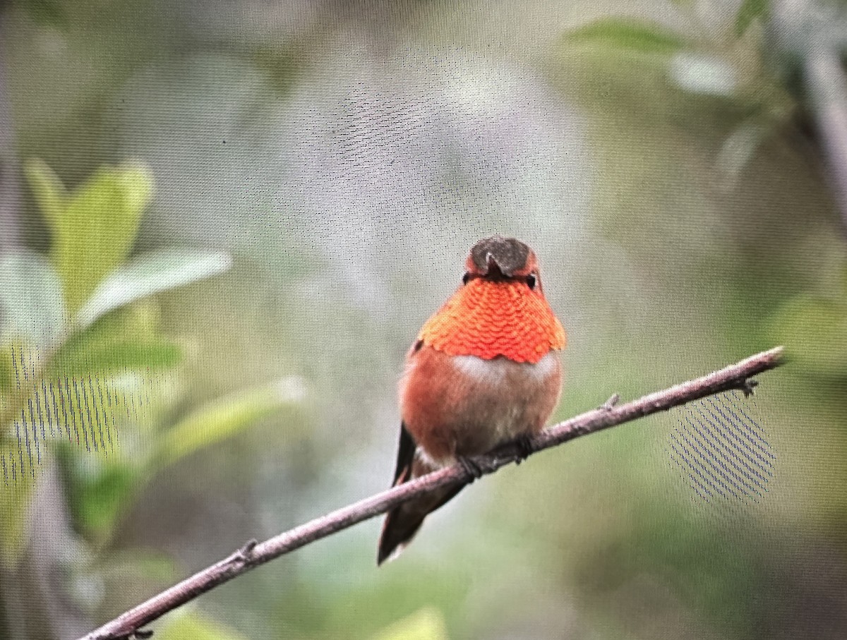 Rufous Hummingbird - ML617272063