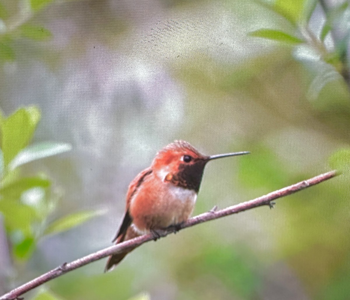 Rufous Hummingbird - ML617272069