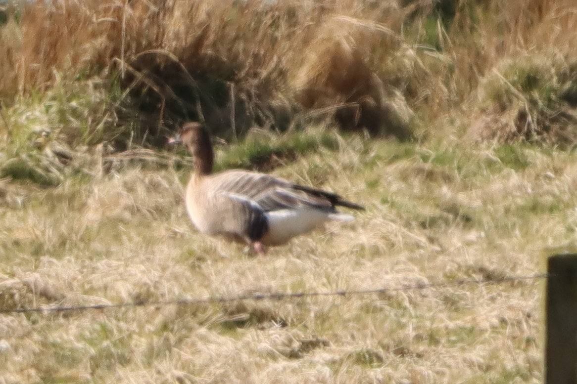 Pink-footed Goose - ML617272087
