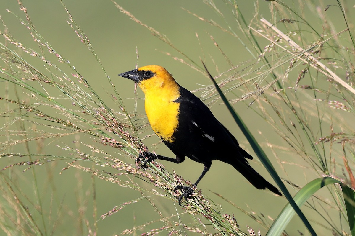Yellow-headed Blackbird - ML617272090