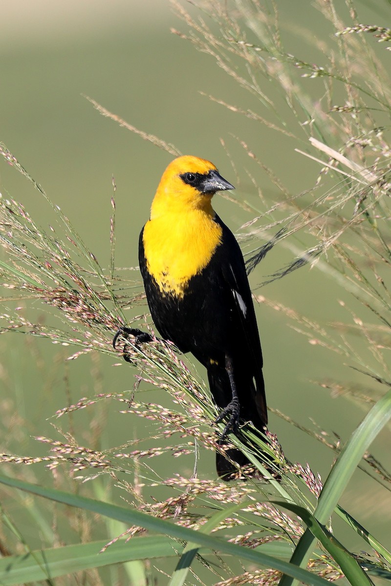Yellow-headed Blackbird - ML617272091
