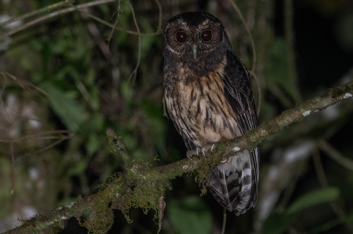 Mottled Owl - ML617272125