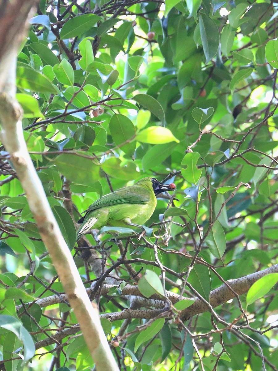 Lesser Green Leafbird - ML617272176