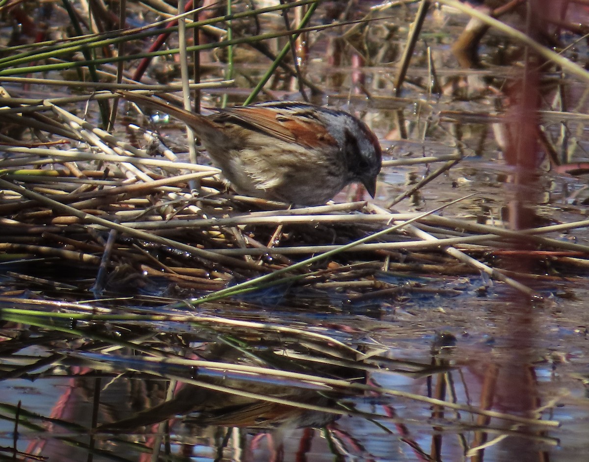 Swamp Sparrow - ML617272188