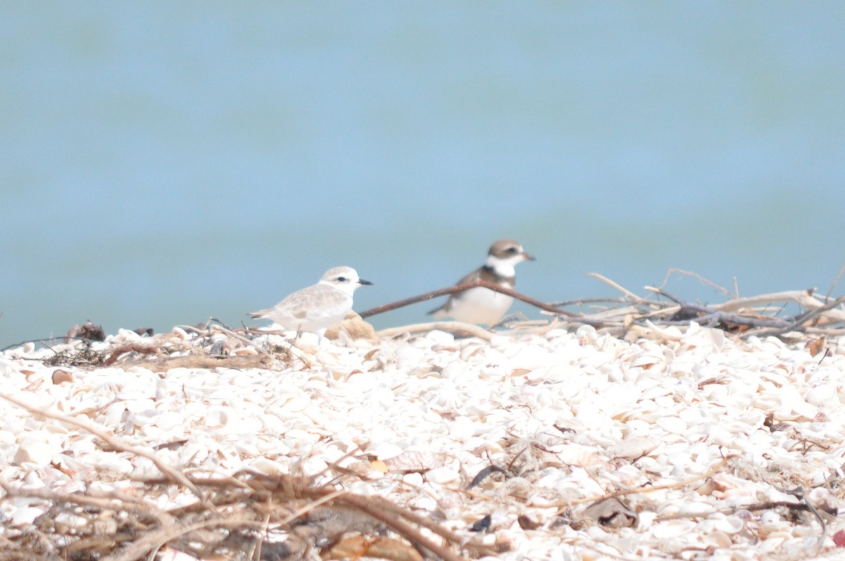 Semipalmated Plover - ML617272200