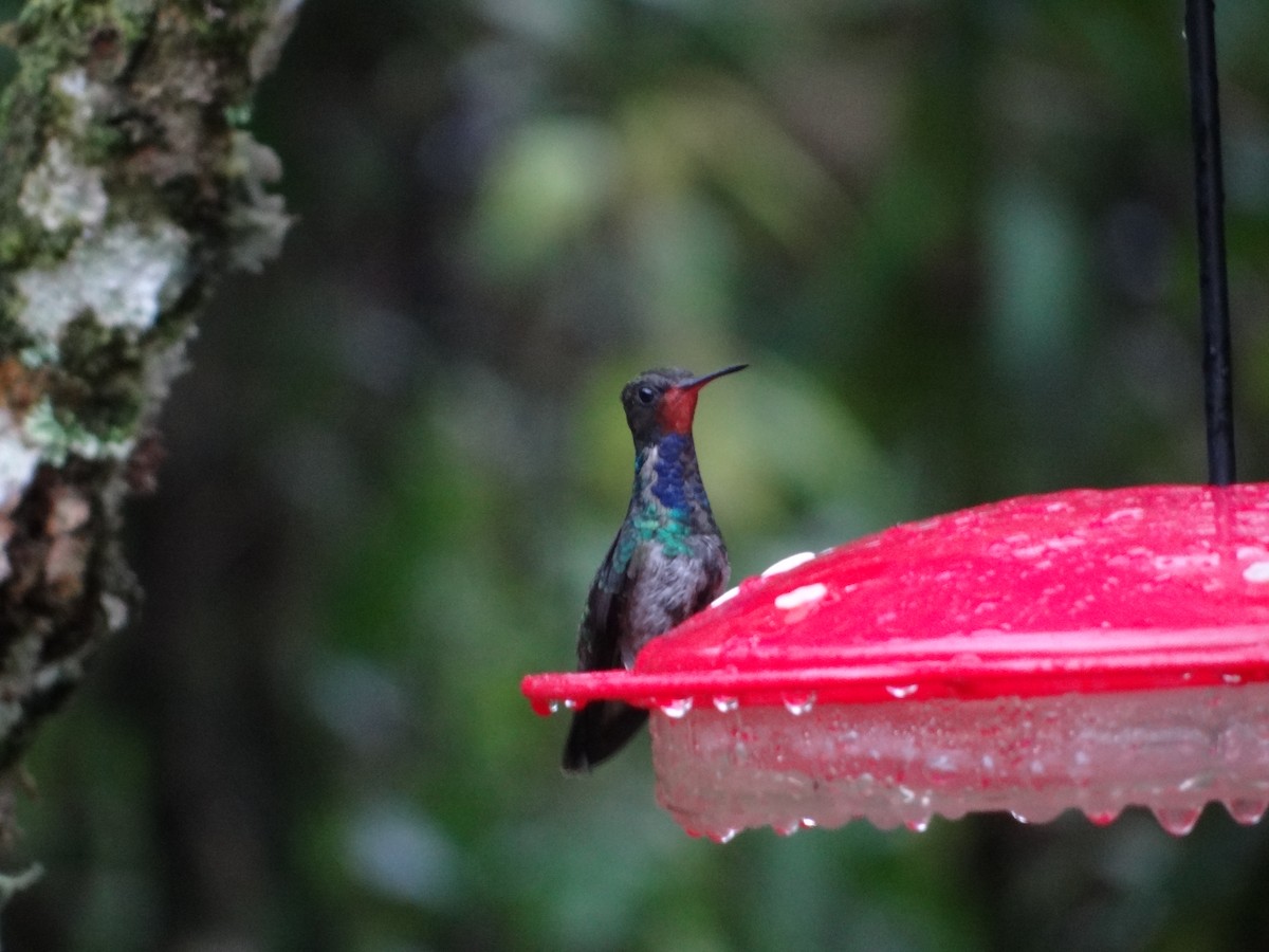 kolibřík savanový - ML617272202