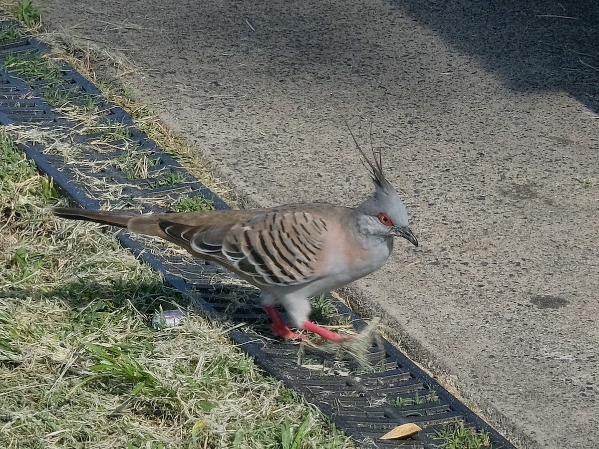 Crested Pigeon - ML617272264