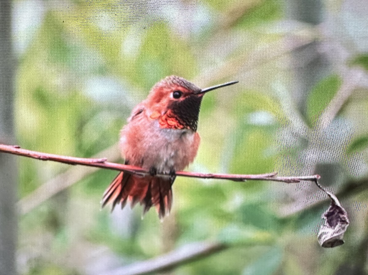 Rufous Hummingbird - ML617272381