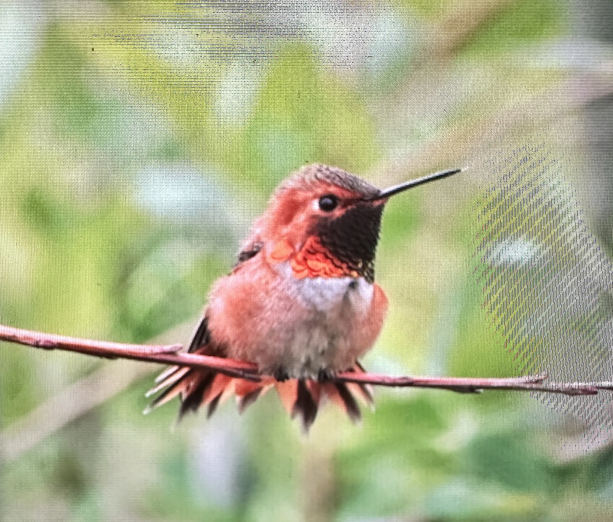 Rufous Hummingbird - ML617272382