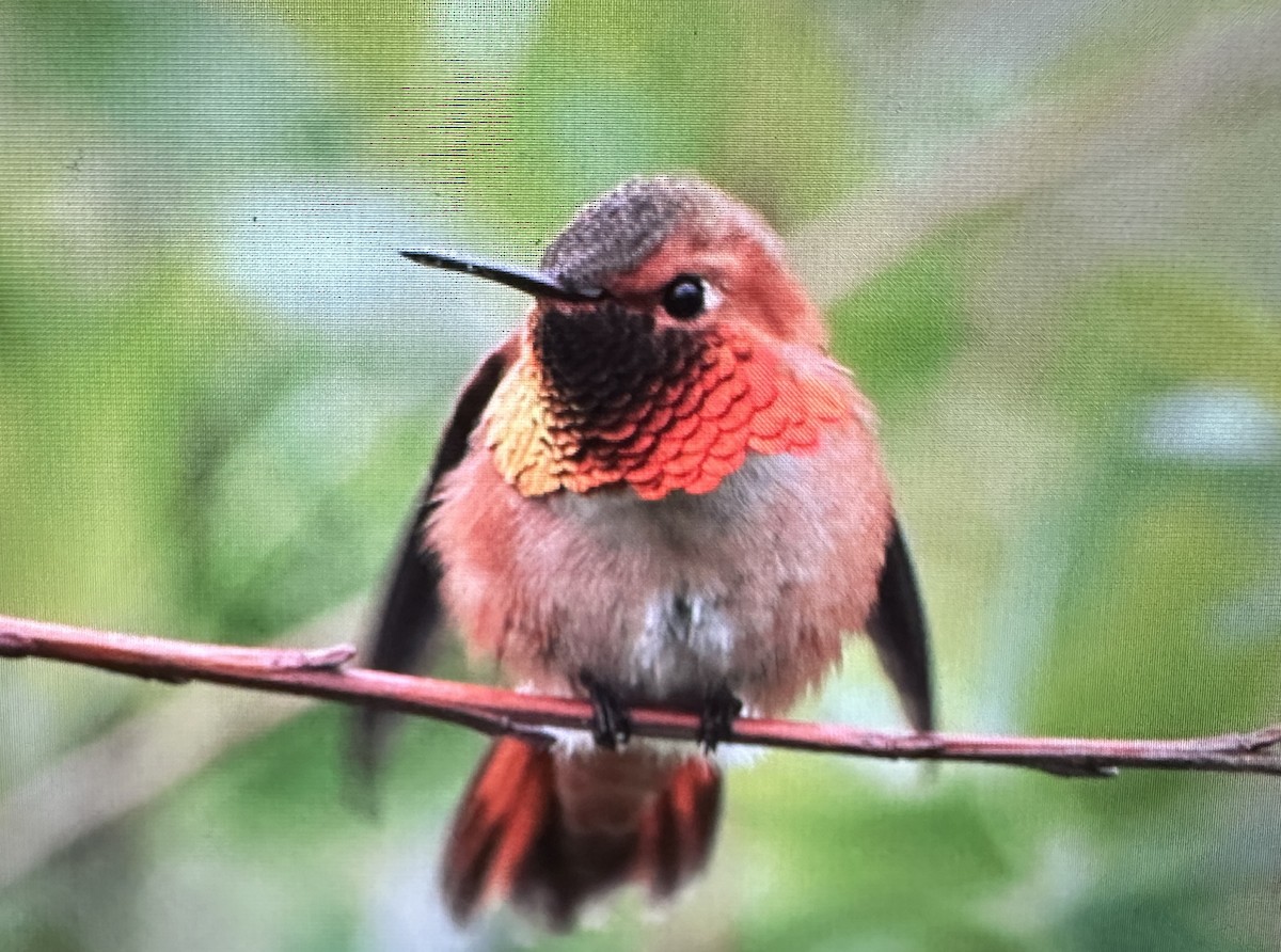 Rufous Hummingbird - ML617272394
