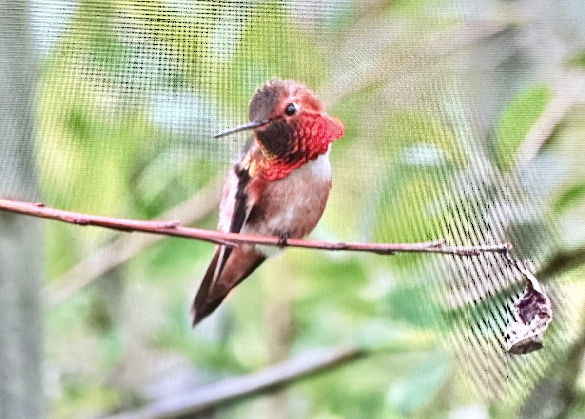 Rufous Hummingbird - ML617272395