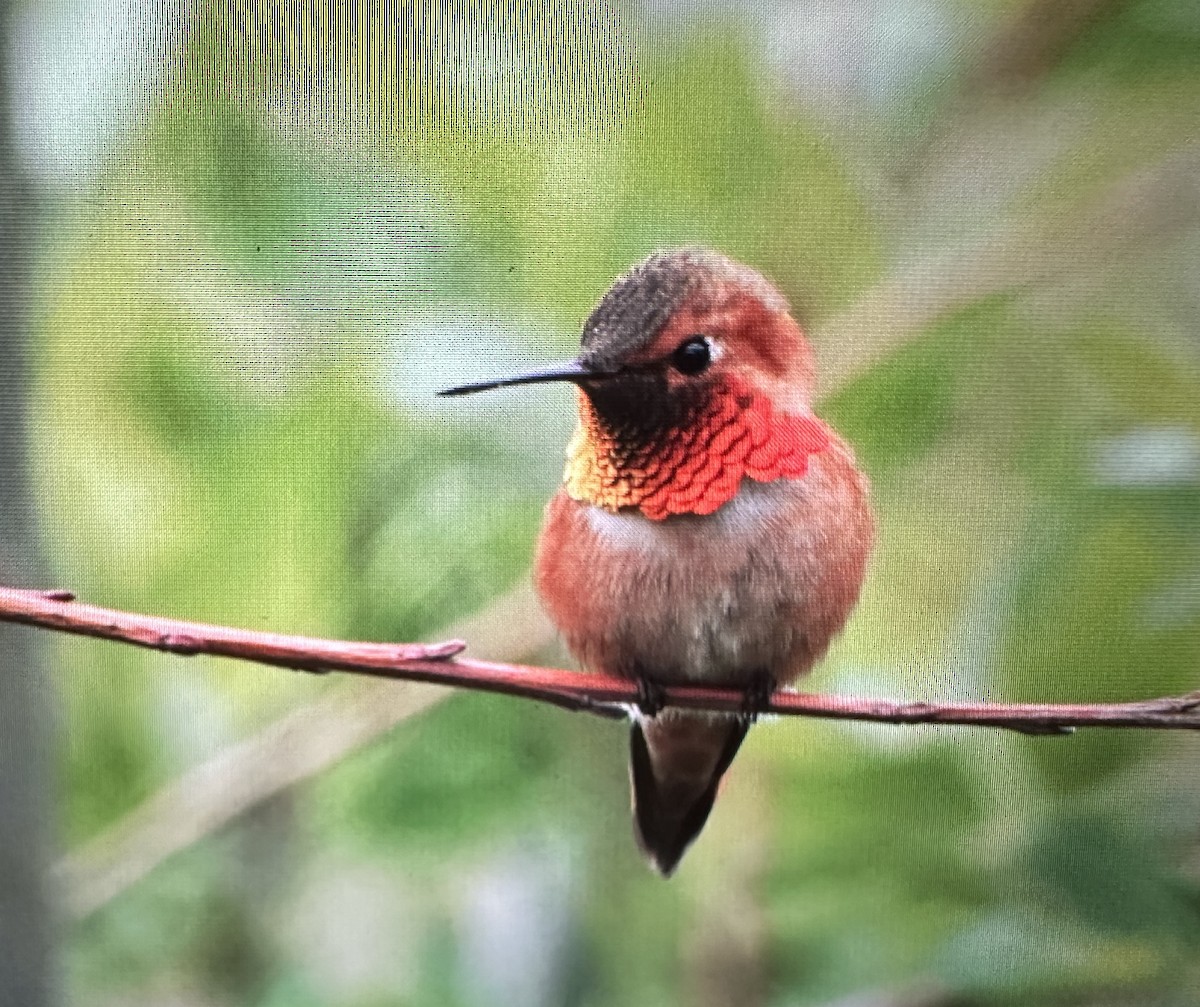 Rufous Hummingbird - ML617272402