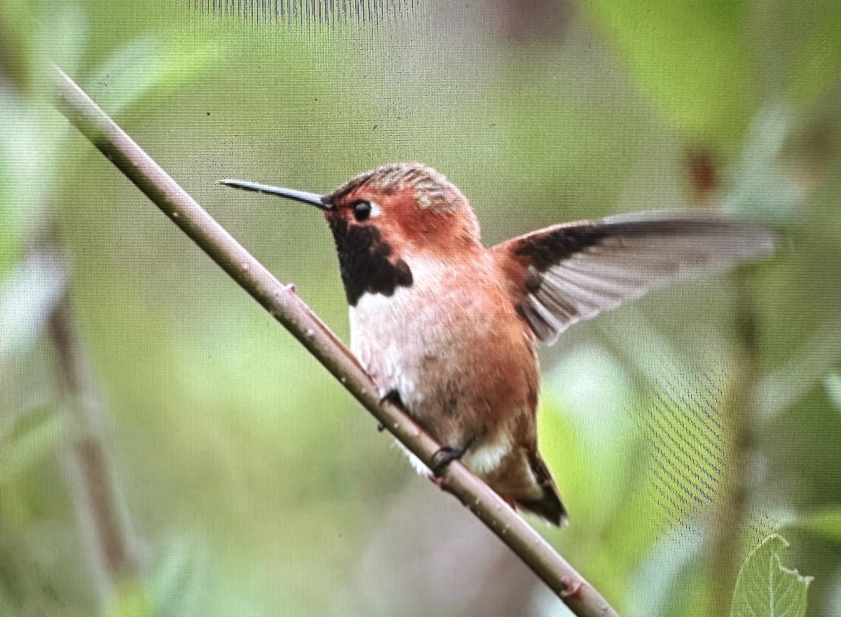 Rufous Hummingbird - ML617272403