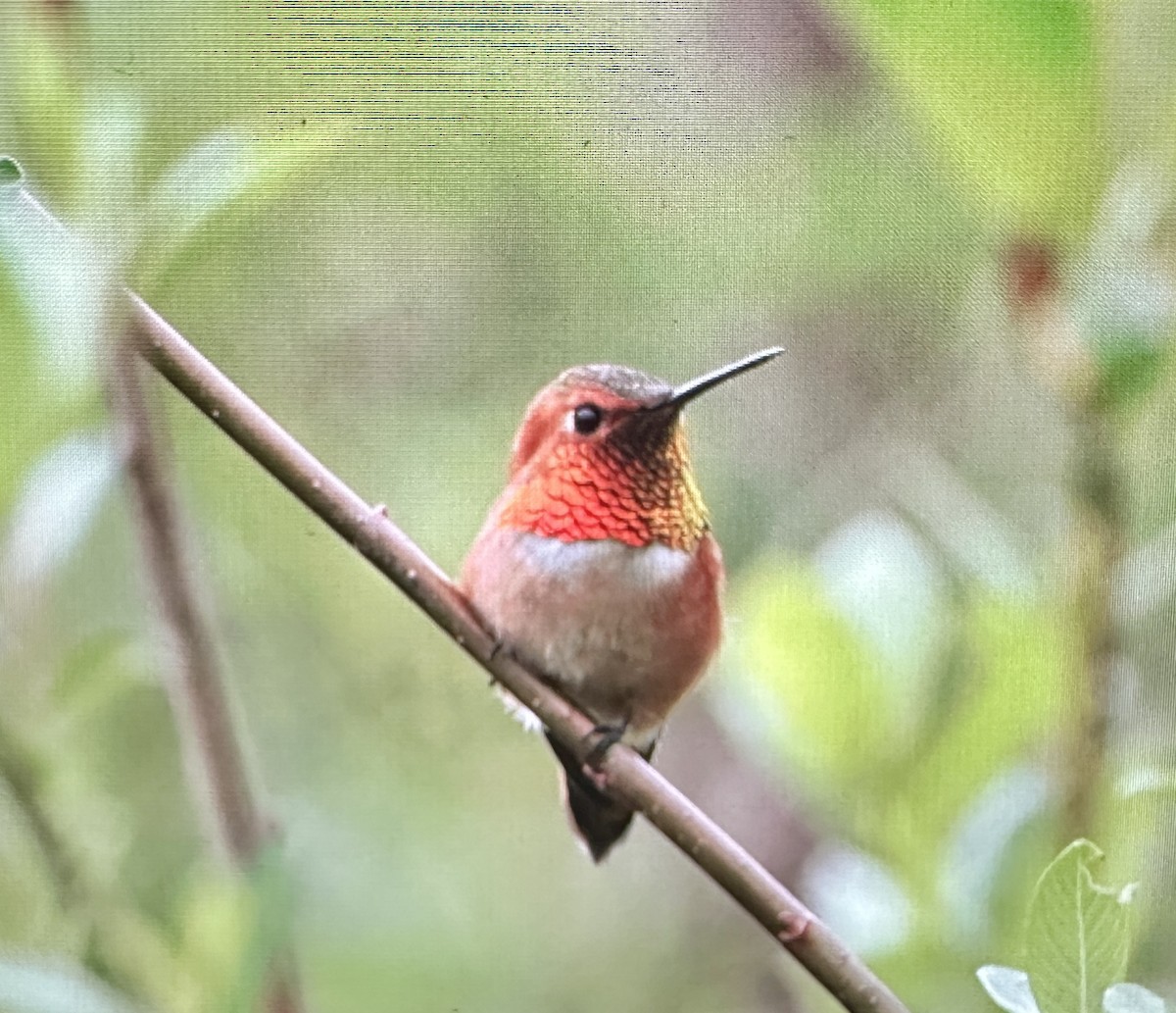 Rufous Hummingbird - ML617272405