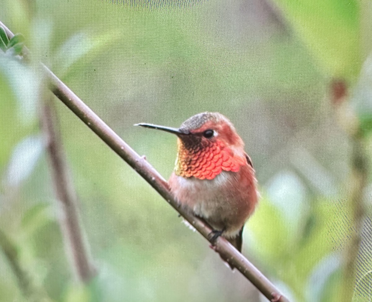 Rufous Hummingbird - ML617272406