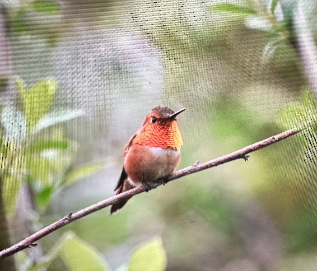 Rufous Hummingbird - ML617272500