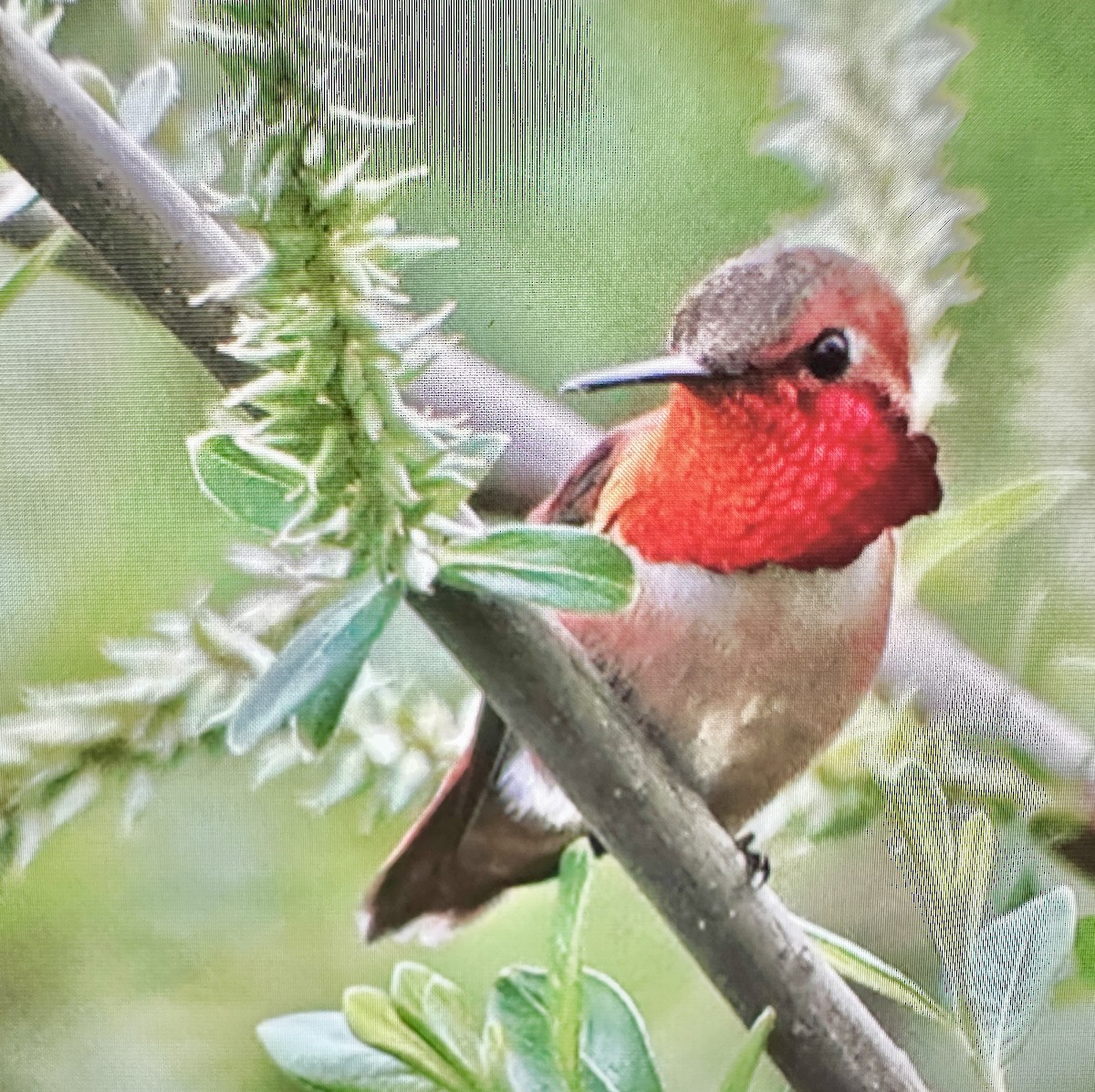 Rufous Hummingbird - ML617272544