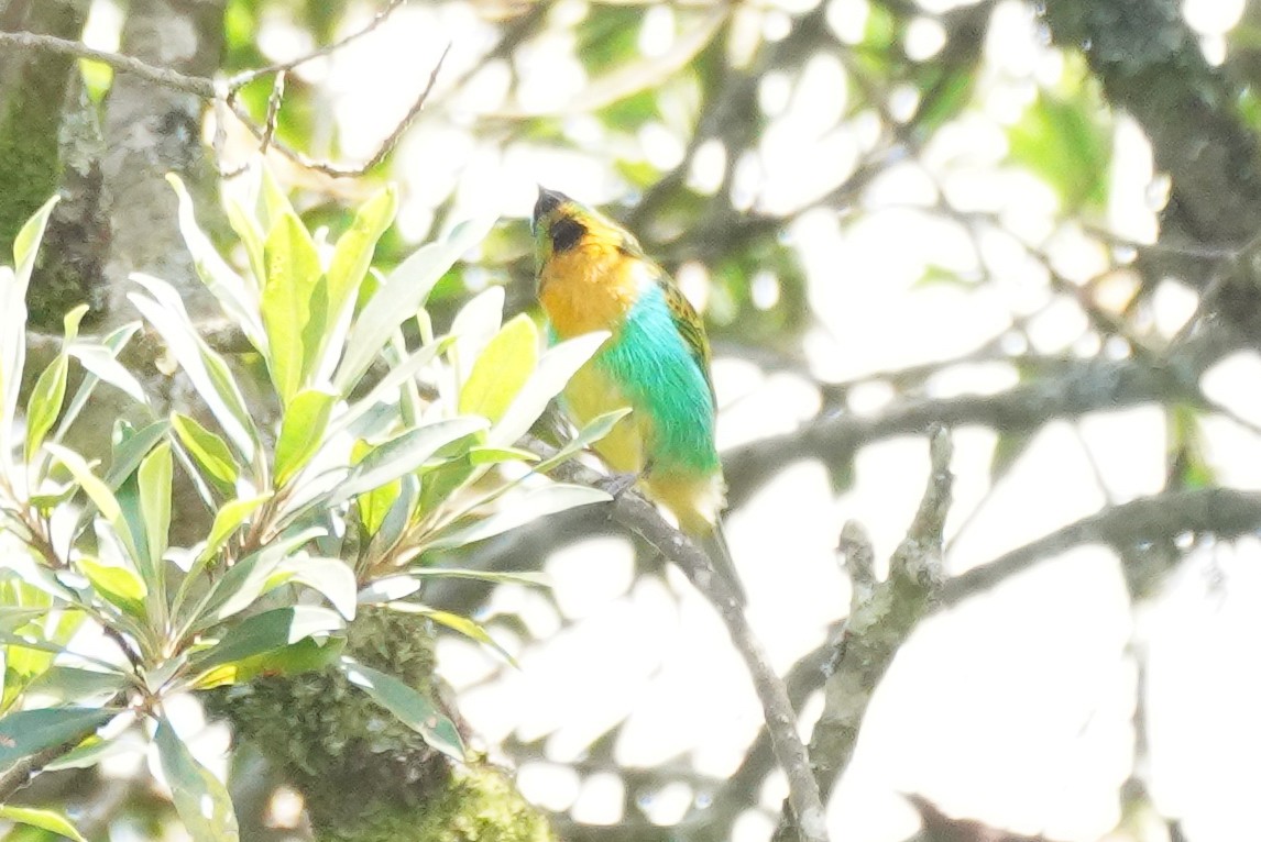 Brassy-breasted Tanager - ML617272595