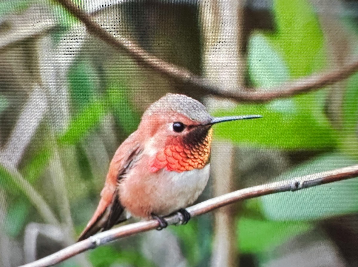 Rufous Hummingbird - ML617272601
