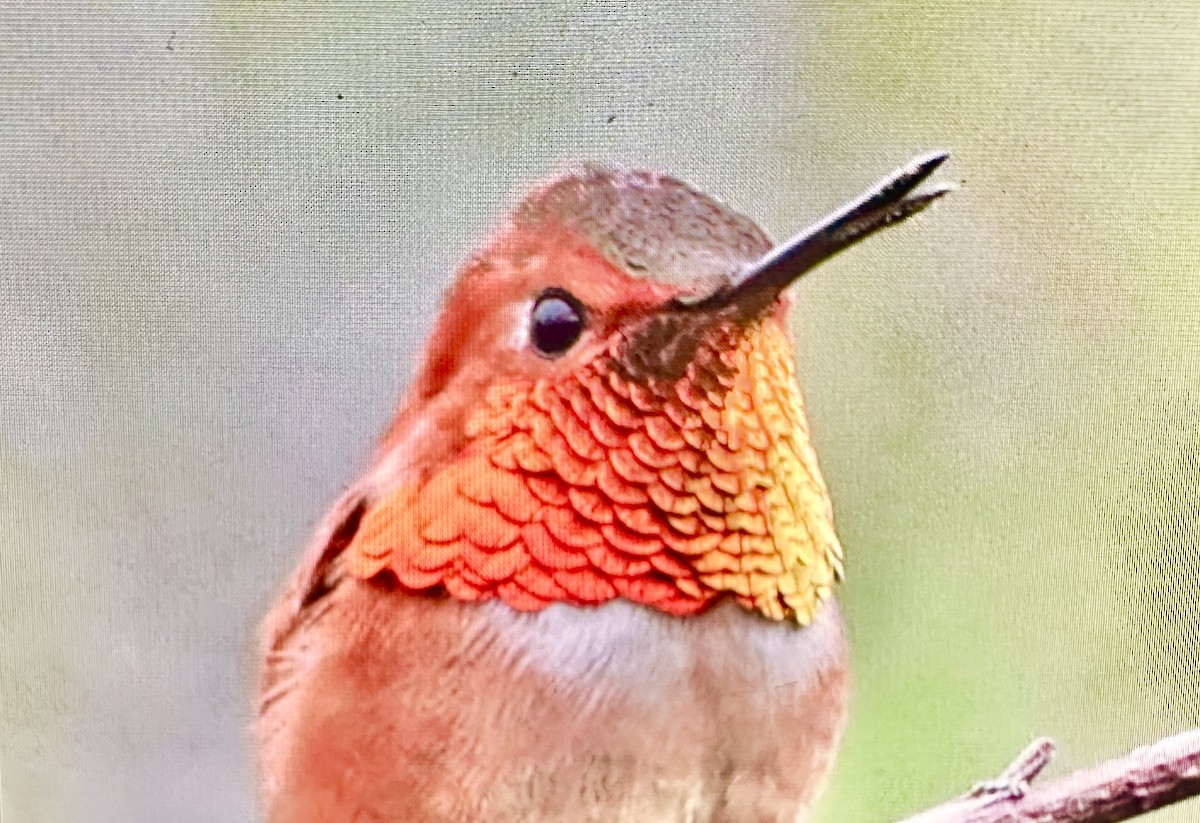 Rufous Hummingbird - ML617272627