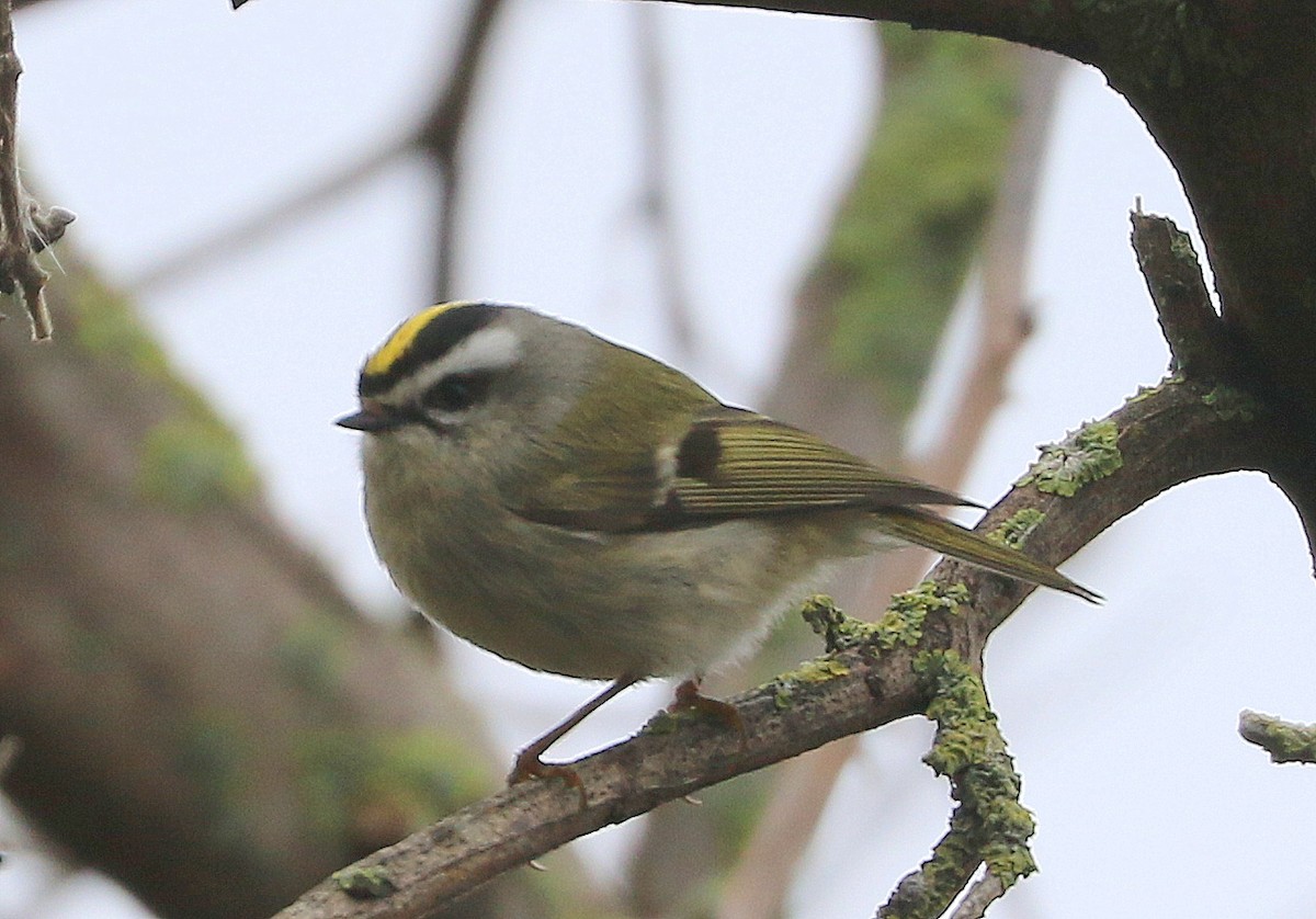 Golden-crowned Kinglet - Mike Fung