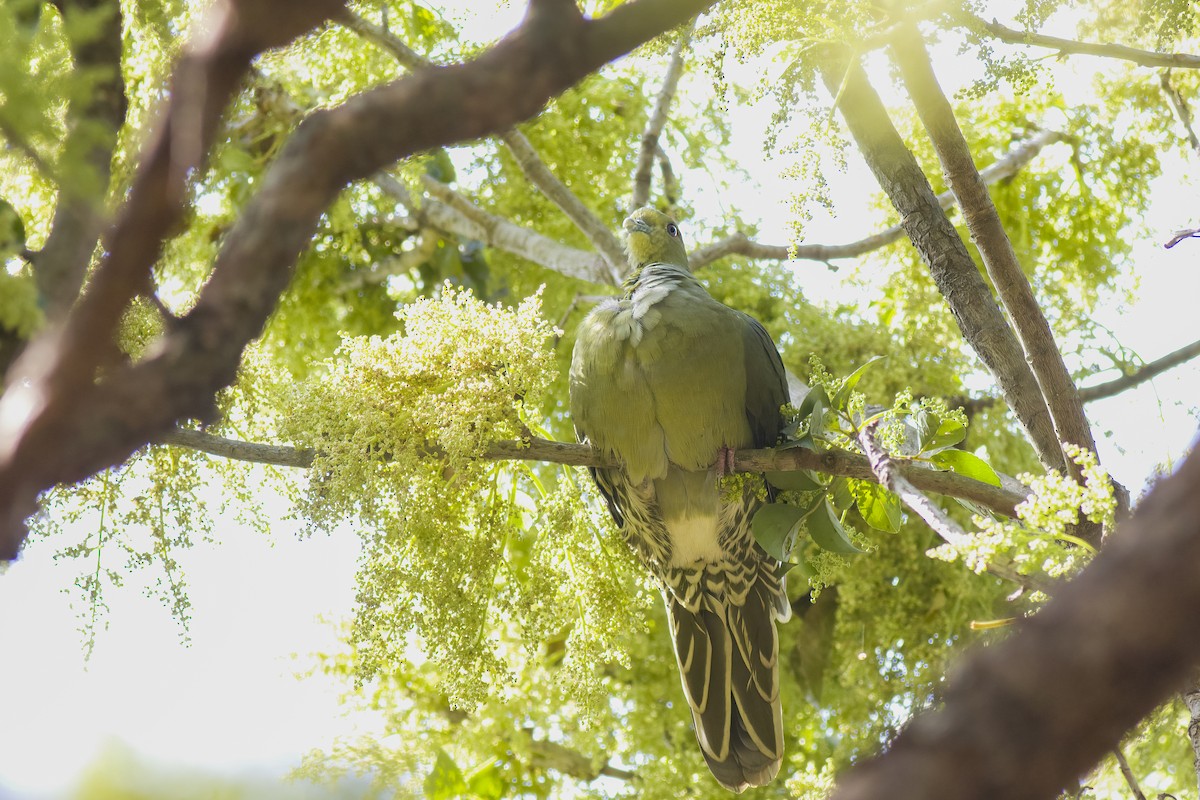 Whistling Green-Pigeon (Ryukyu) - ML617272708