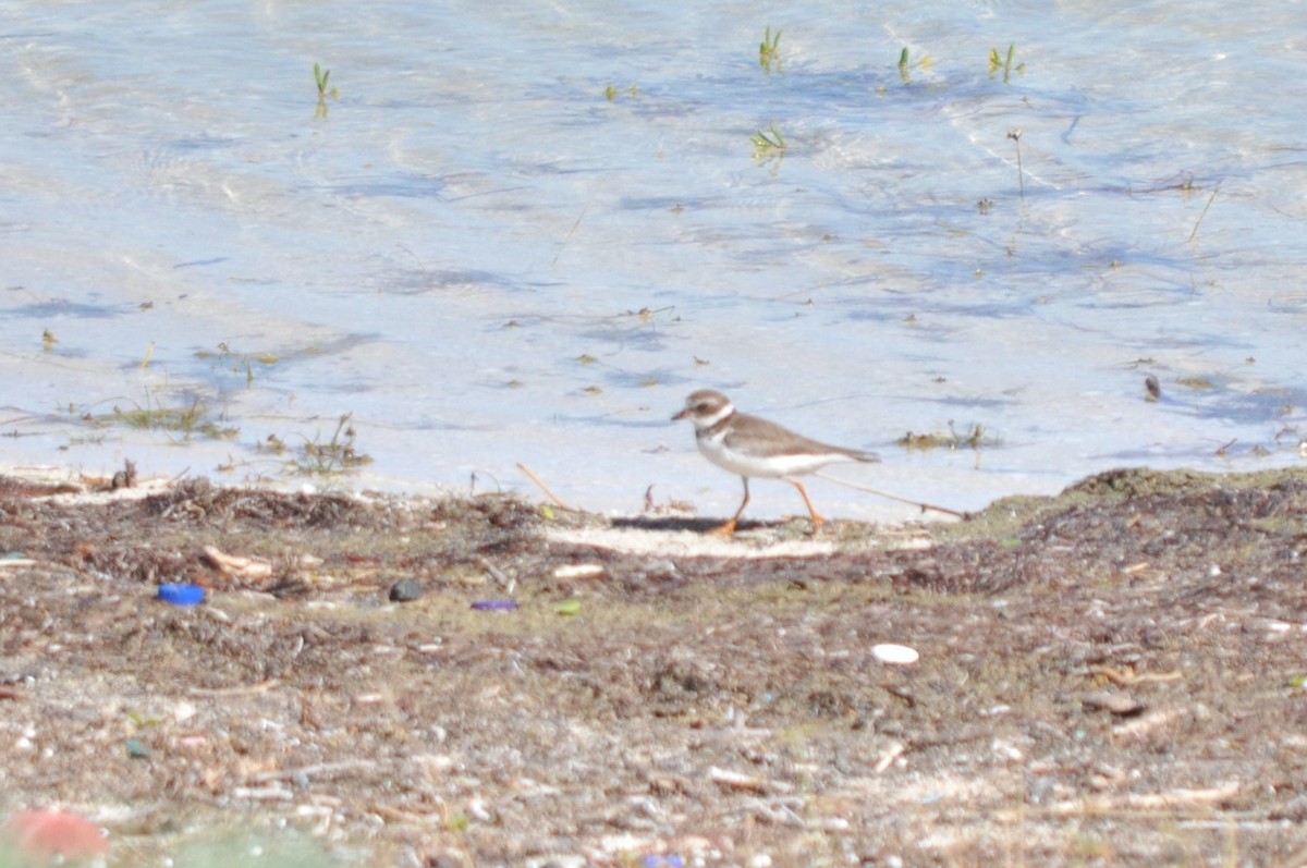 Semipalmated Plover - ML617272713