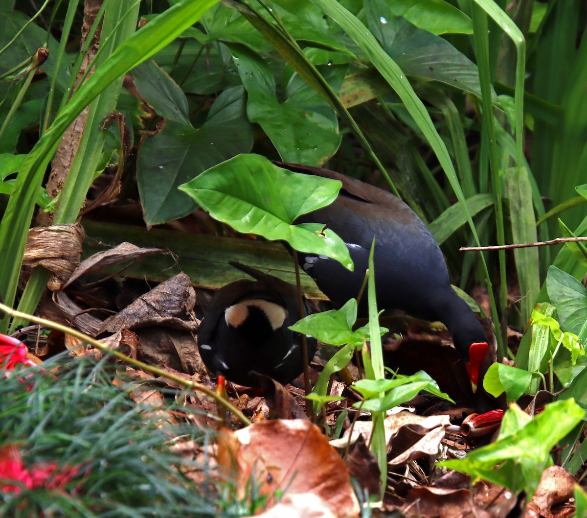 eBird Checklist 23 Mar 2024 Waimea Valley 10 species