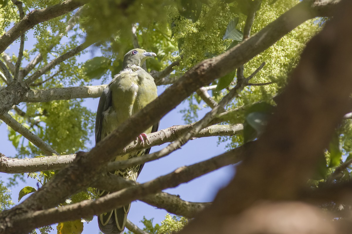 Whistling Green-Pigeon (Ryukyu) - ML617272739