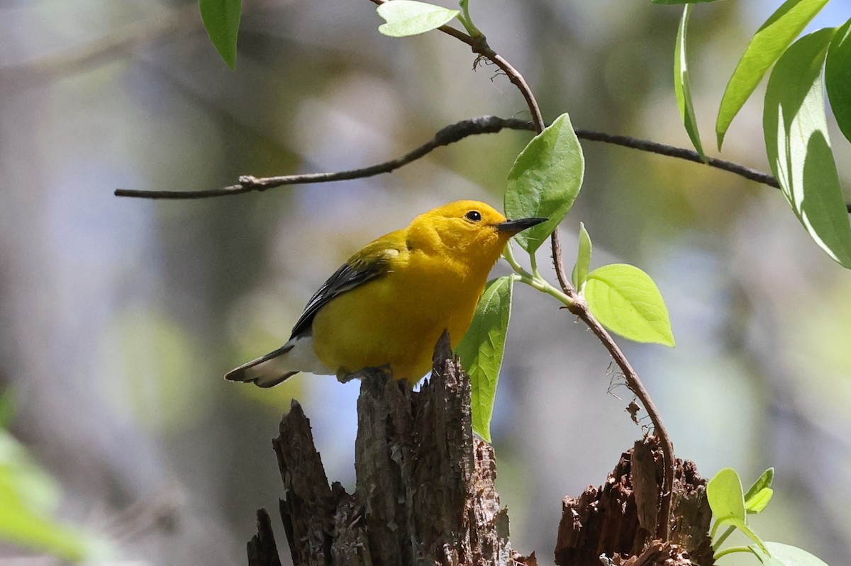 Prothonotary Warbler - ML617272750