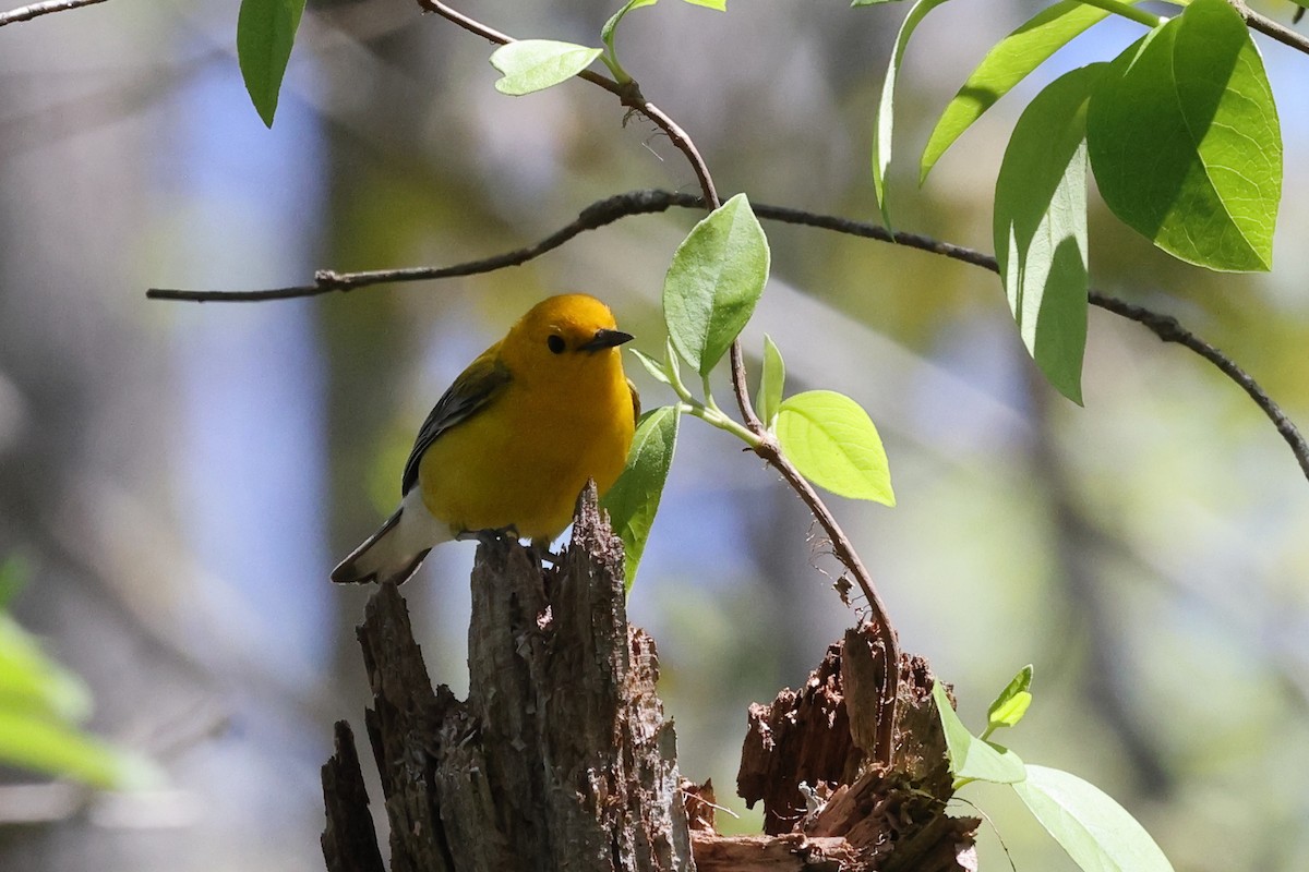 Prothonotary Warbler - ML617272751