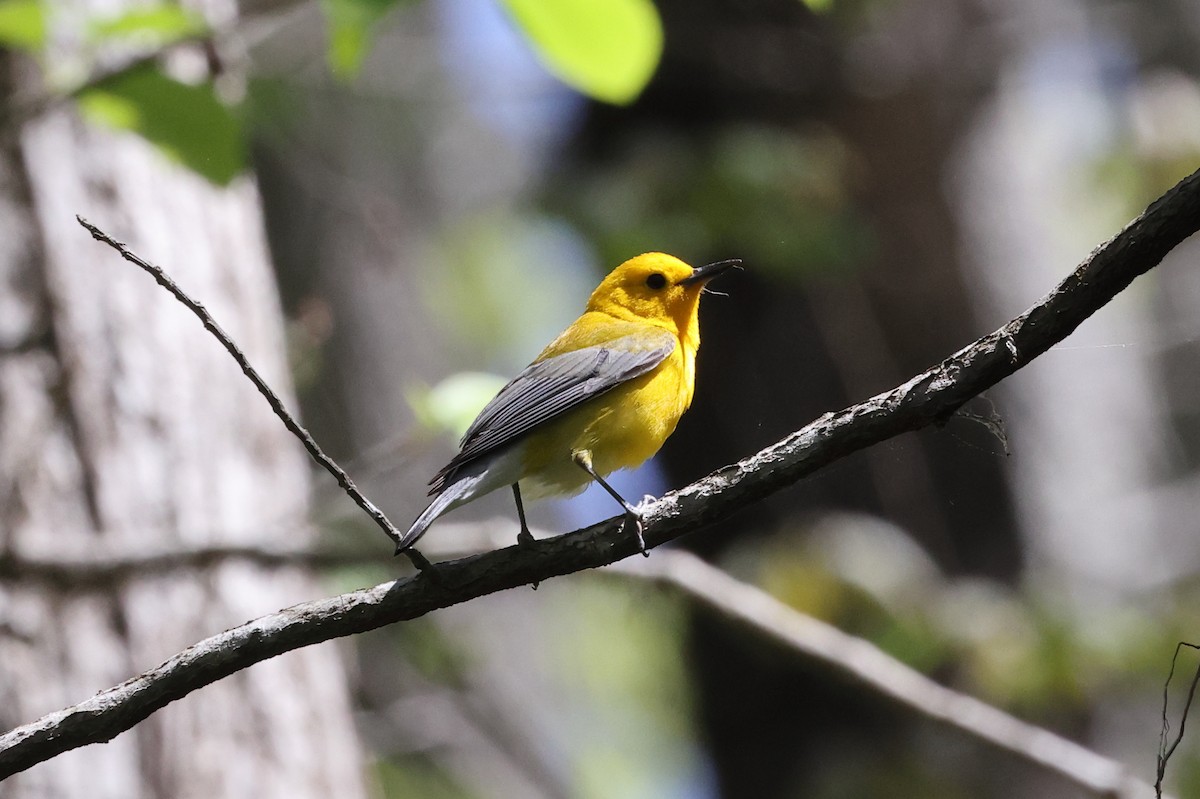 Prothonotary Warbler - ML617272752