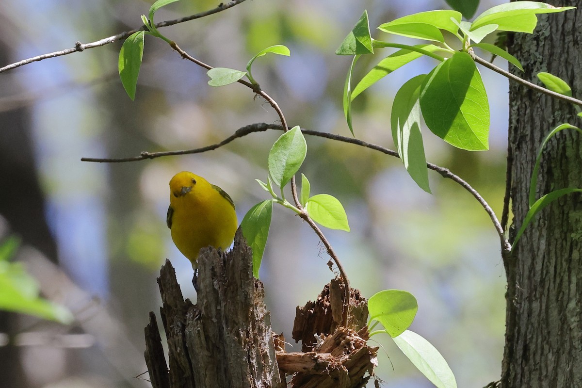 Prothonotary Warbler - ML617272753