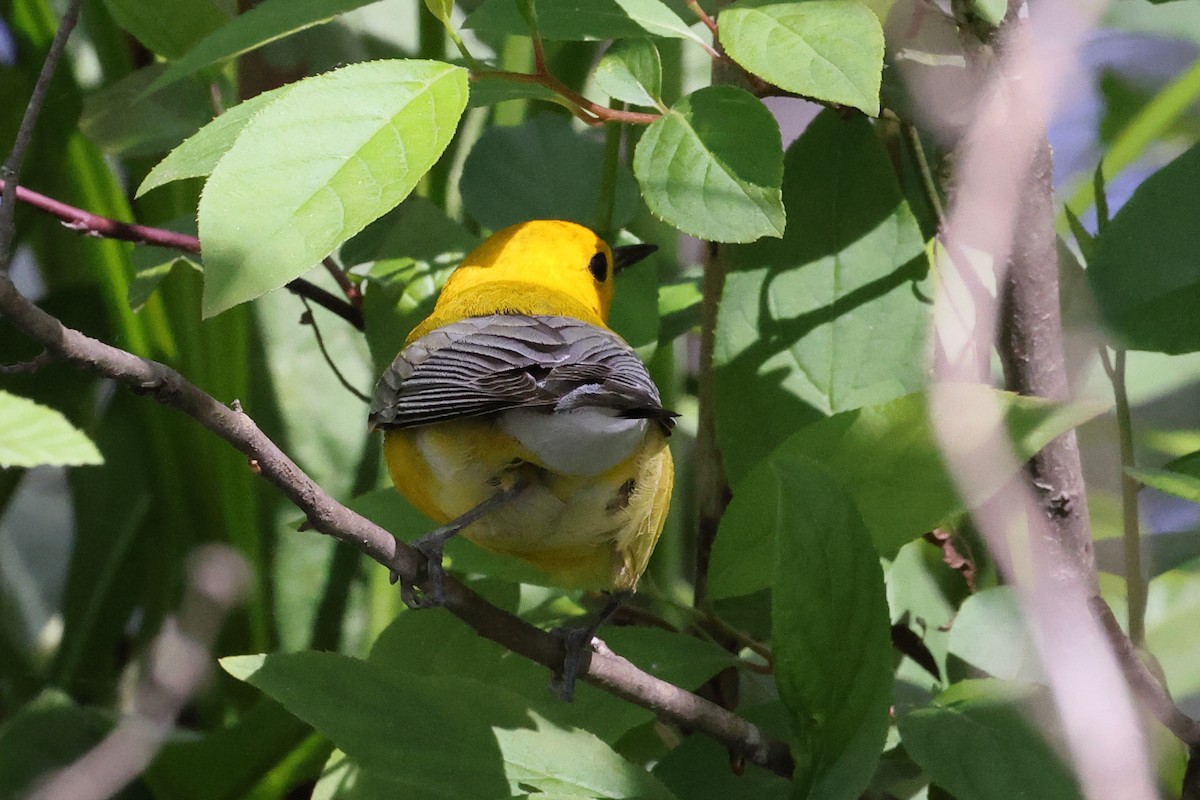 Prothonotary Warbler - ML617272755
