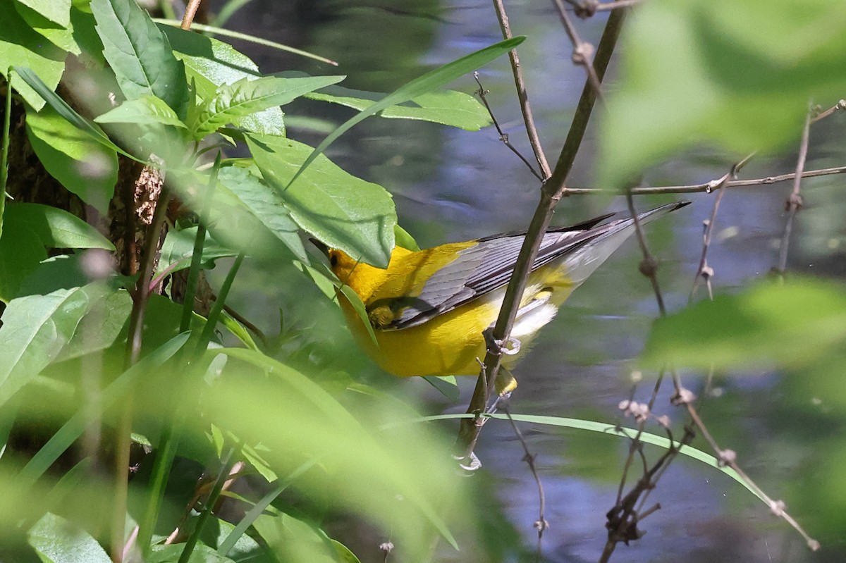 Prothonotary Warbler - ML617272756