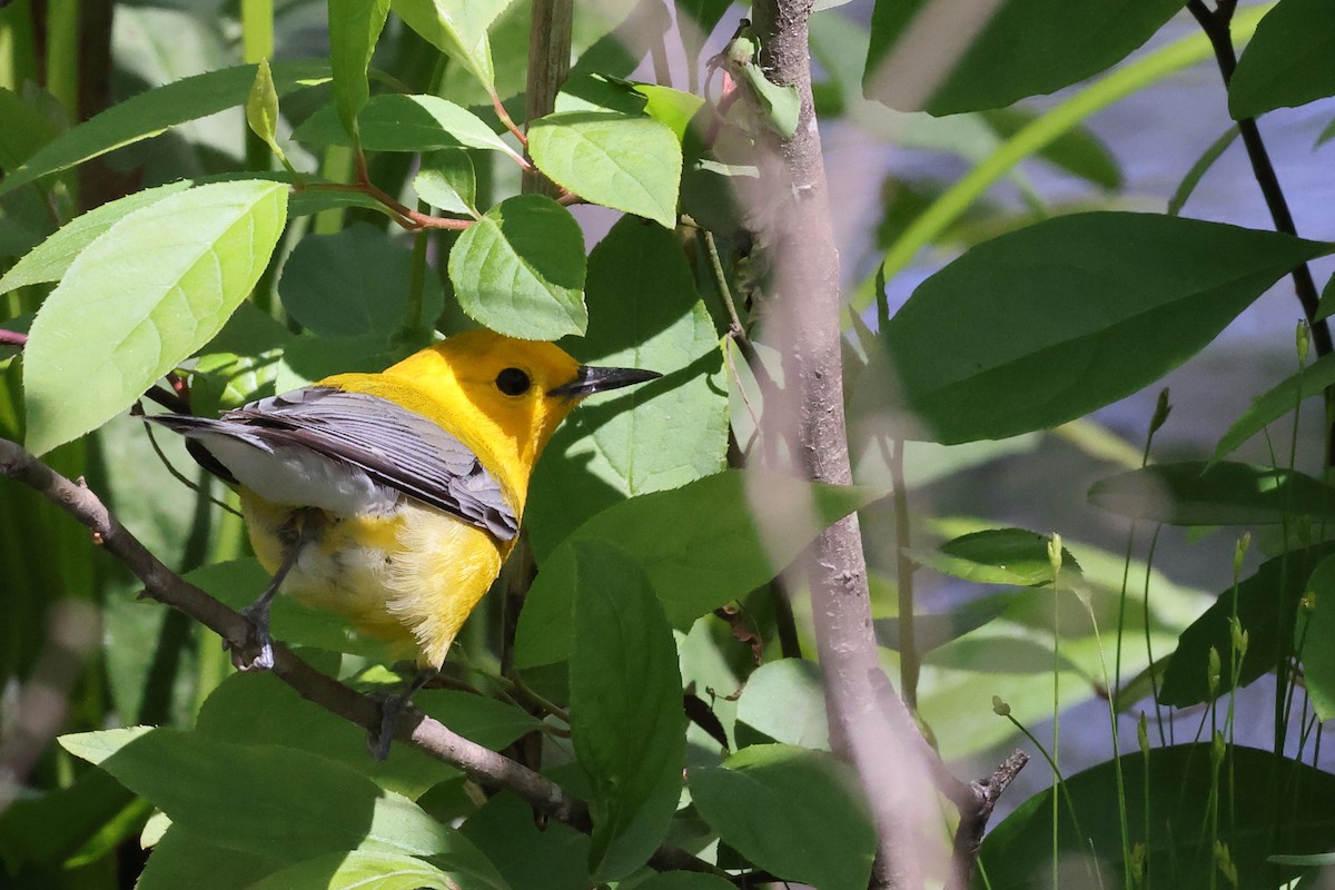 Prothonotary Warbler - ML617272757