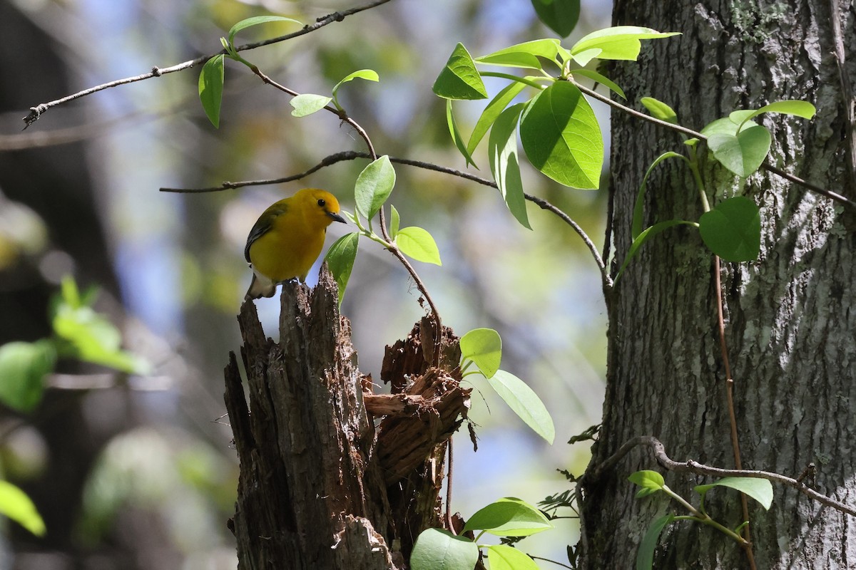Prothonotary Warbler - ML617272758