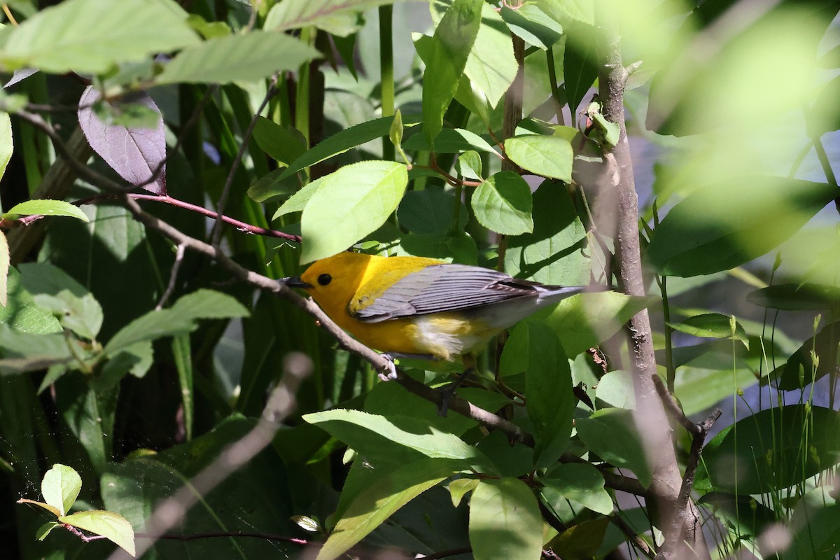 Prothonotary Warbler - ML617272759