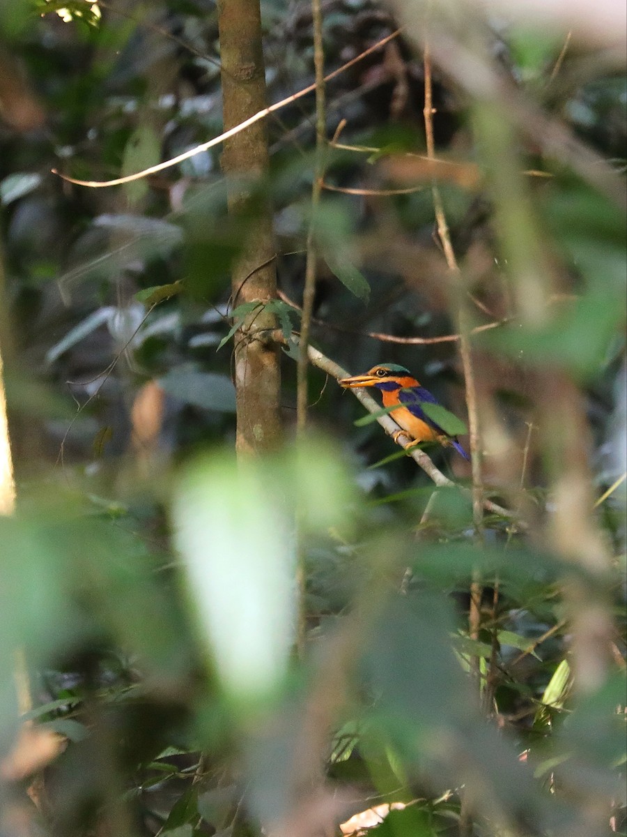 Rufous-collared Kingfisher - ML617272763