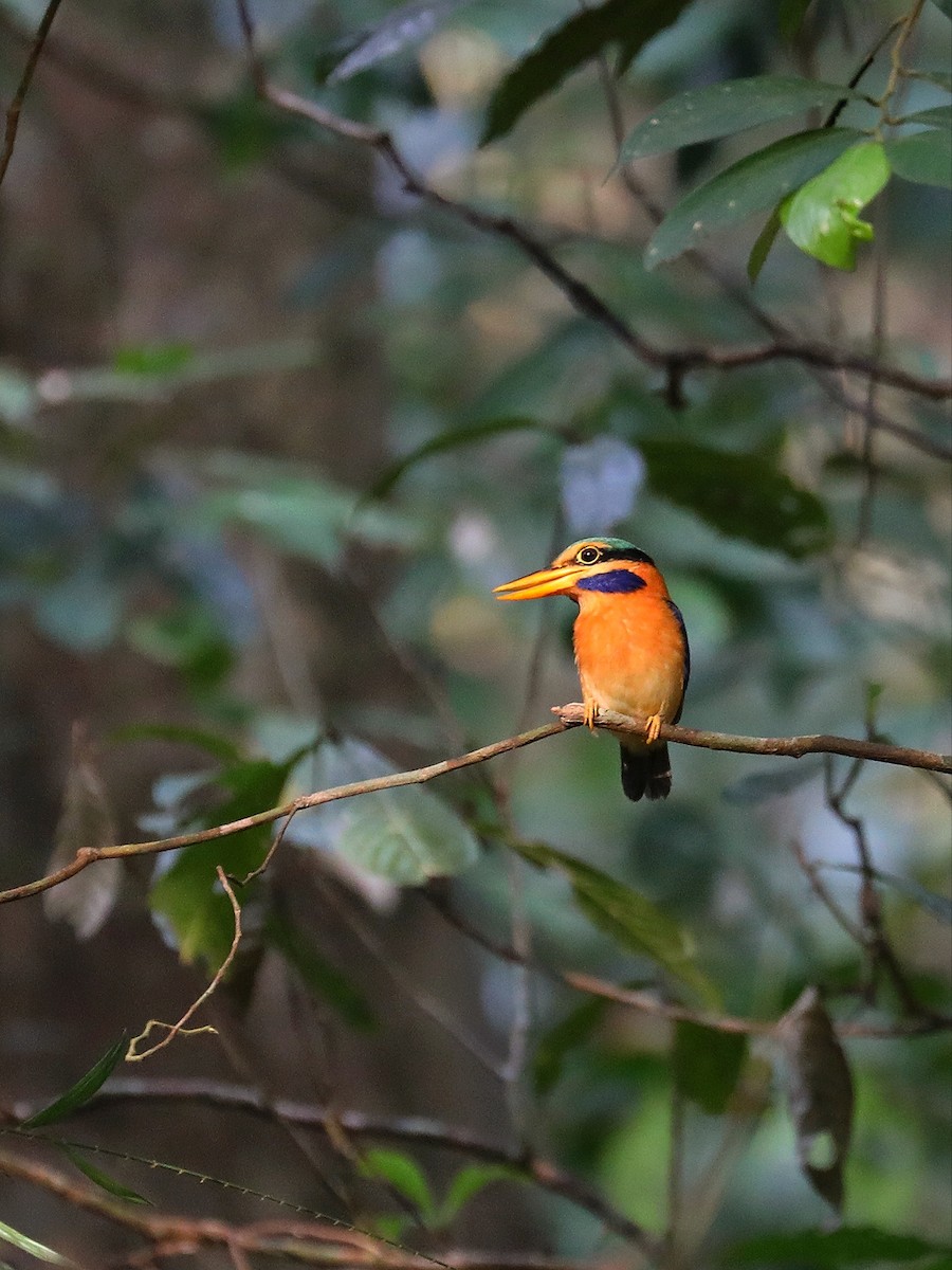 Rufous-collared Kingfisher - Matthias Alberti