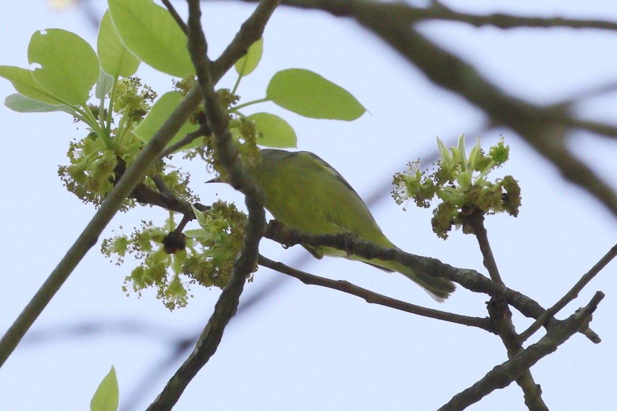 Orange-crowned Warbler - Rick Remy