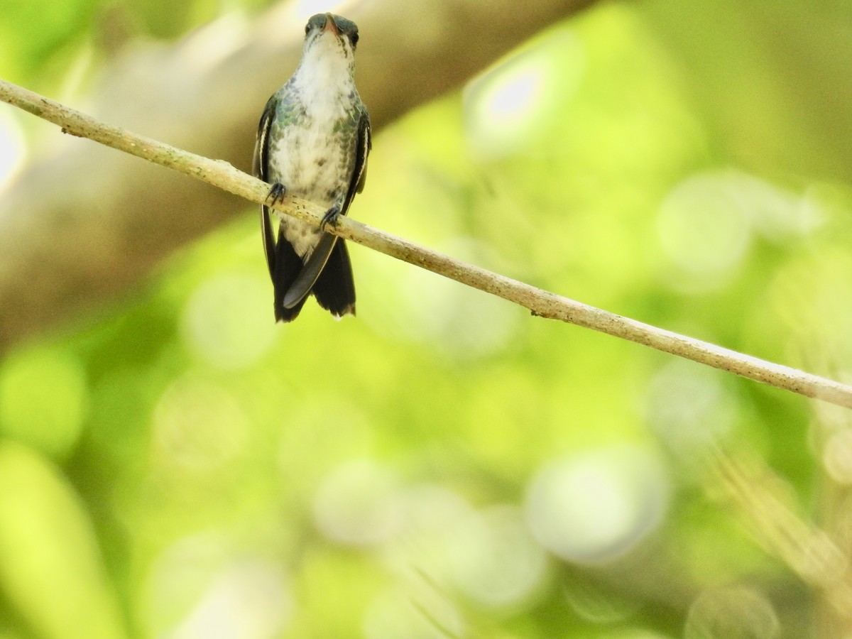kolibřík safírovohrdlý - ML617272835