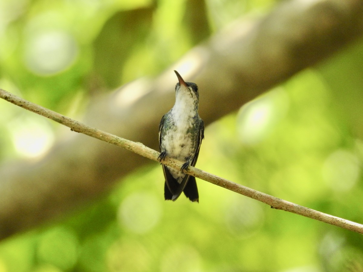 kolibřík safírovohrdlý - ML617272836
