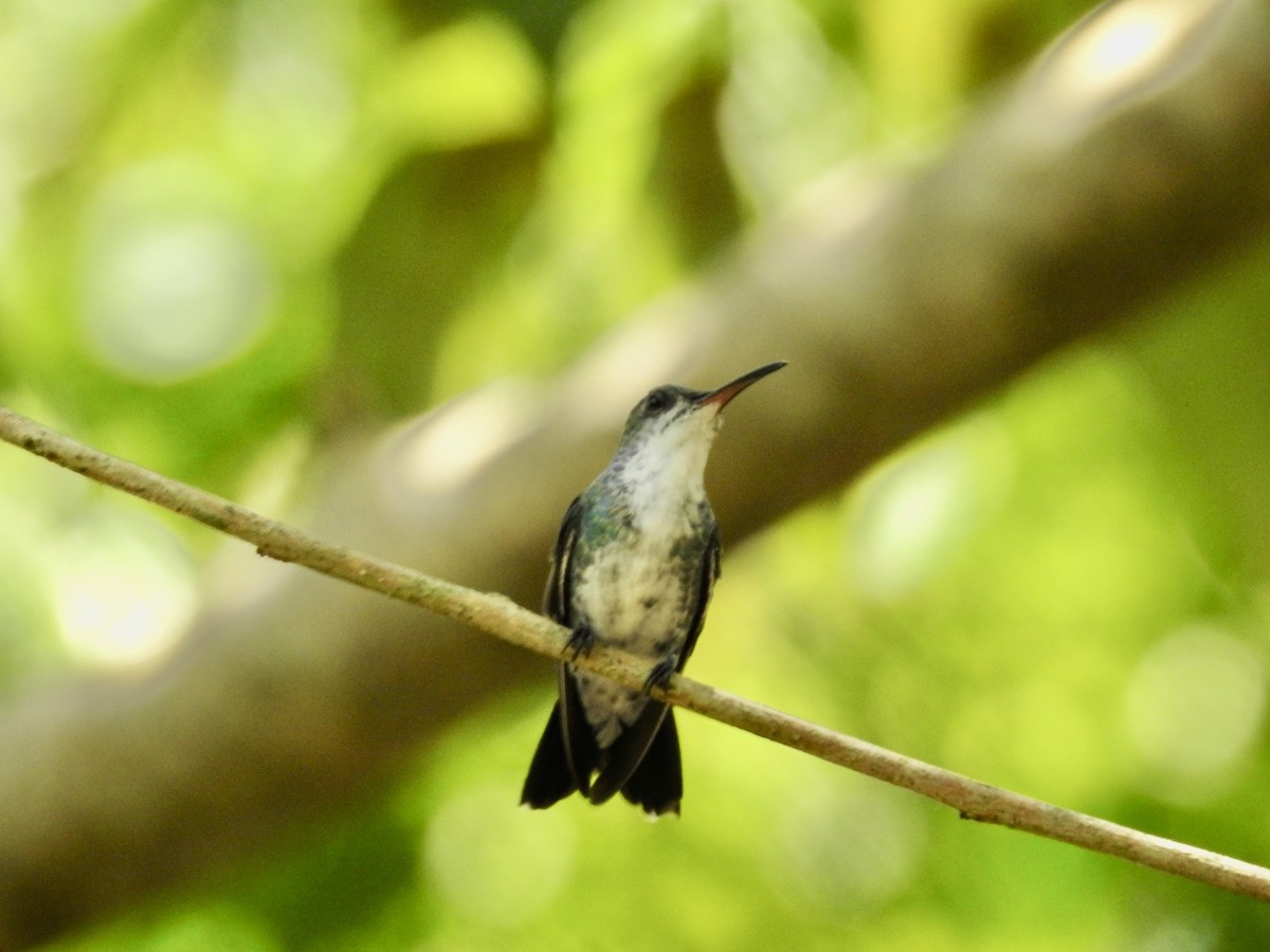 kolibřík safírovohrdlý - ML617272837