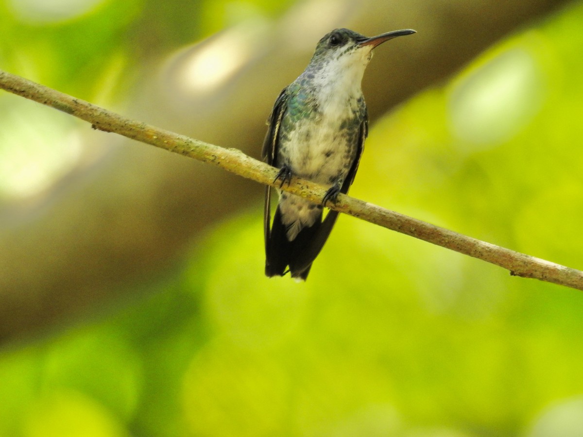kolibřík safírovohrdlý - ML617272848